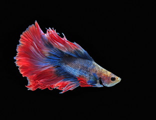 Fighting fish, beautiful fish, beautiful color fighting fish Siam, black background.