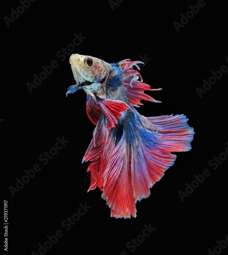 Plakat Walcząc z rybami, piękną rybką, pięknym kolorowym rybakiem Siam, czarne tło.