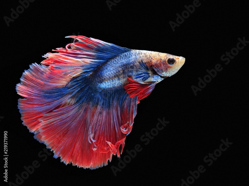 Zdjęcie XXL Walcząc z rybami, piękną rybką, pięknym kolorowym rybakiem Siam, czarne tło.