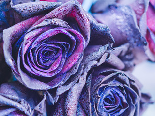 Macro photography of purple - neon roses with raindrops. Fantasy and magic concept. Selective focus.