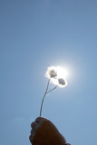 Fototapeta Dmuchawce - Dandelion close-up. Dandelion against the sky. Dandelion against the sky in the sun.