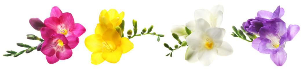Wall Mural - Set with Freesia flowers on white background