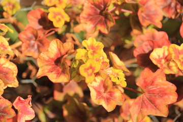 orange leaves in the winter