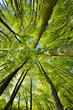 Forest of Beech Trees in Early Spring, looking up, fresh green leaves