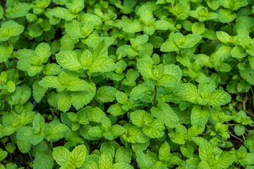 Wall Mural - Mint leaves background