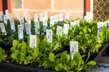 Wall Mural - Green vegetable seedlings with name tag in back yard.