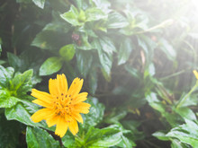 Wedelia Paludosa, A Beautiful Litter Yellow Flowers.