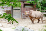 Fototapeta  - endangered black rhinoceros in Zoo