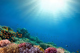 Fototapeta Fototapety do akwarium - Underwater coral reef background