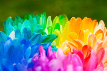 Wall Mural - Blooming multicolored chrysanthemum. Macro. Colorful chrysanthemum flower on a green background. Flowering of the flower in spring and summer.