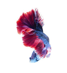 Wall Mural - Red and blue siamese fighting fish,Crowntail betta fish isolated on white background.in Thailand.