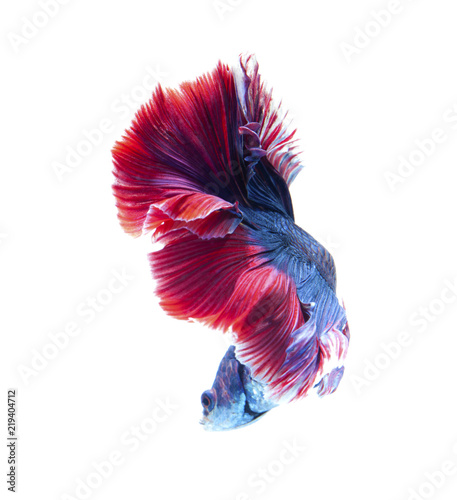 Red And Blue Siamese Fighting Fish Crowntail Betta Fish Isolated On White Background In Thailand Buy This Stock Photo And Explore Similar Images At Adobe Stock Adobe Stock