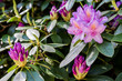 Rhododendron klein flieder gelb