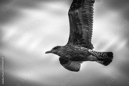 Oiseau Pie Rouge Gorge Ou Copsychus Saularis Femelle Couleur Noir Gris Et Blanc Perché Sur Un Arbre Dans Une Nature Sauvage