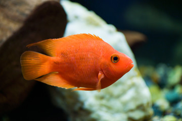 Wall Mural - Red parrot fish swims in a beautiful aquarium