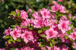 Rhododendron klein rosa pink