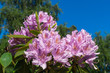 Rhododendron rosa gelb
