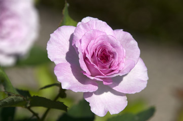 Wall Mural - Sydney Australia, pink flower of the Bonnie Babe rose