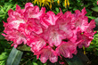 Rhododendron pink weiß
