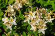Rhododendron klein pastellgelb