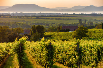 Poster - The Badacsony mountain with Lake Balaton and a vineyard in the foreground at sunset in Hungary