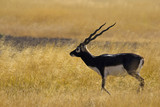Male Black Buck, Antelope cervicapra. Velavadar National Park, Gujarat, India