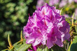 Rhododendron flieder pink weiß