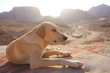Dog at sunset in the mountains of the ancient city of Petra, Jordan