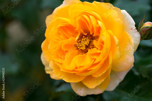 Fleur Rose Jaune En Plan Rapproché En été Dans Un Jardin