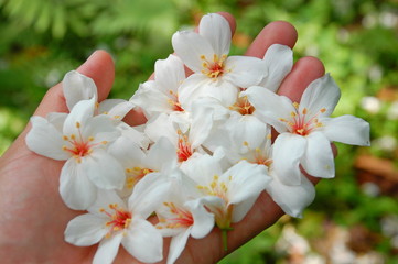Wall Mural - White Tung flowers blooming in May in Miaoli, Taiwan