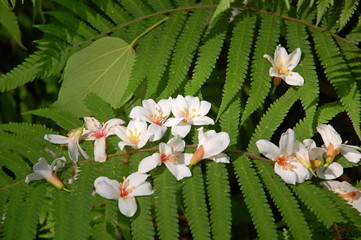 Wall Mural - White Tung flowers blooming in May in Miaoli, Taiwan