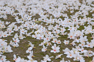 Wall Mural - White Tung flowers blooming in May in Miaoli, Taiwan