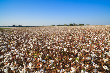 Sticker - Cotton field in Alabama