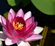 Waterlily Nymphaea ‘Conqueror’ , pink and white petals