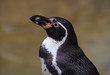 Manchot de Humboldt,.Spheniscus humboldti,  Humboldt Penguin, Argentine
