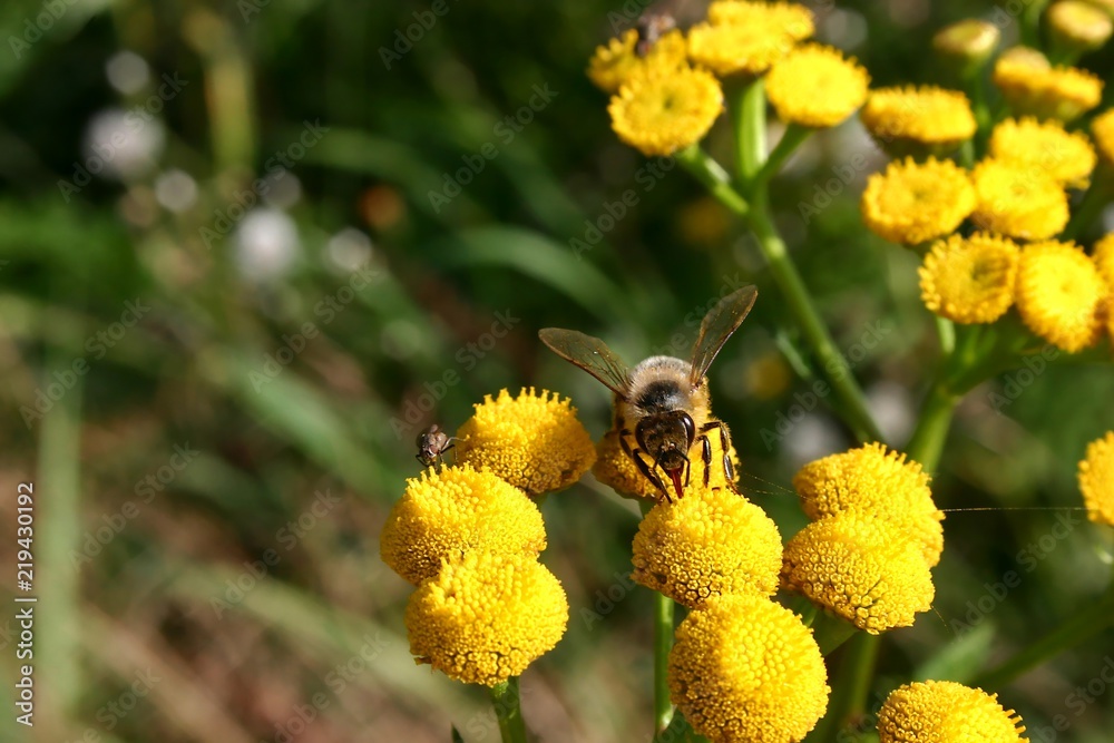 Pszczoła zbierająca nektar i mucha na kwiatach. - obrazy, fototapety, plakaty 