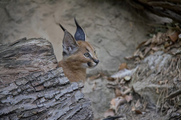 portrait of caracal cub.