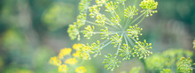 Fennel Flower Blossom In A Garden Sunlight Behind Selected Focus