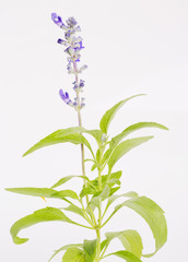 Poster - Lavender flower over white