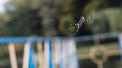 Spider