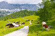 © Jiri Foltyn - Neustattalm - traditional Austrian mountain village close to Dachstein, Austria.