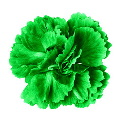 Poster - green carnation flower isolated on white background. Close-up.  Element of design. Nature.