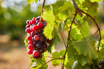 Wall Mural - Ripe red grapes on a vineyard