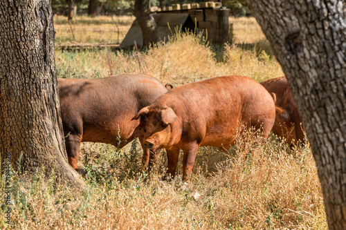 Foto Pig by the fields of Salamanca, Spain, under the summer sun.