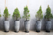 Cement wall decoration with small trees in pot plant, Modern house decoration tall concrete pots