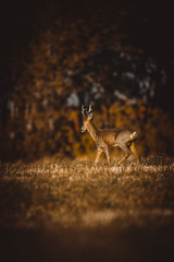 Roe deer