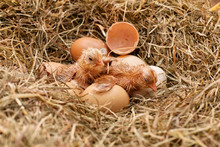 Two Newly Hatched Chicken Resting In The Hay Nest