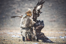 Western Mongolia, Traditional Golden Eagle Festival. Hunter-Nomad Attempts To Separate Two Big  Fighting Golden Eagles. Ancient Kind Of Hunting In The Territory Of Kazakhstan And Mongolia
