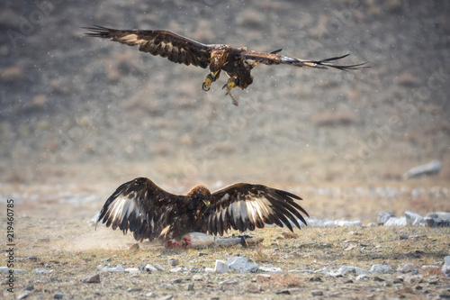 Mongolia Golden Eagle Festival Traditional Hunting With