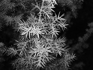  fir closeup in black and white